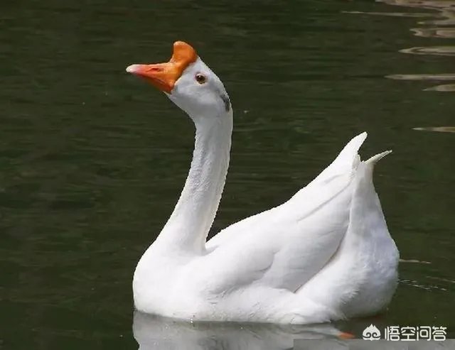 丁磊养猪,腾讯养鹅,大佬们为何“不务正业”?