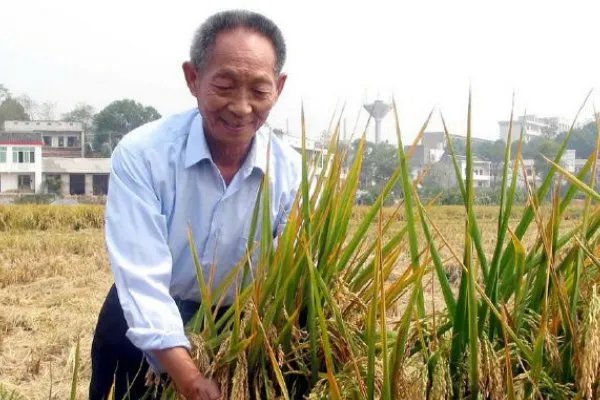 如何评价袁隆平团队沙漠海水稻?