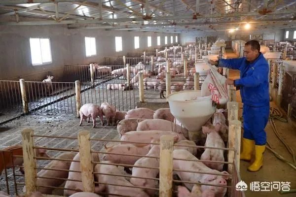 听说广西地区已经没有非洲猪瘟了是真的吗?养殖户现在补栏怎么样?