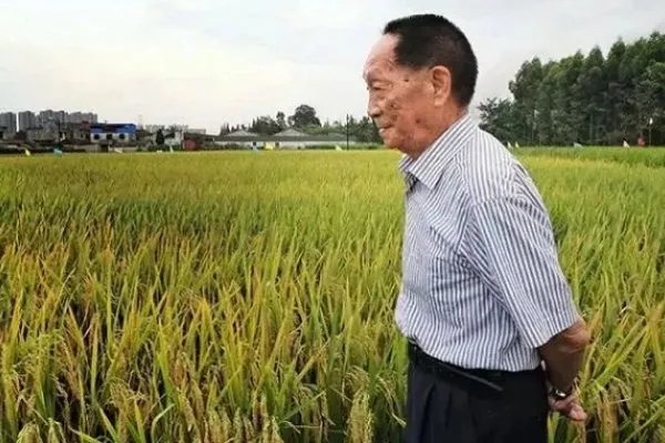 如何评价袁隆平团队沙漠海水稻?