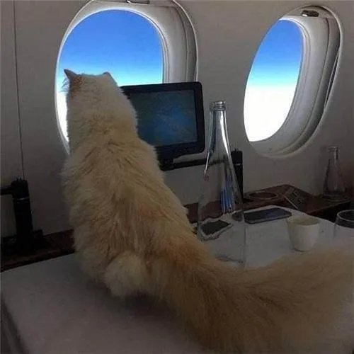 老佛爷去世后,那只继承了他21亿遗产的猫,如今生活得怎样?