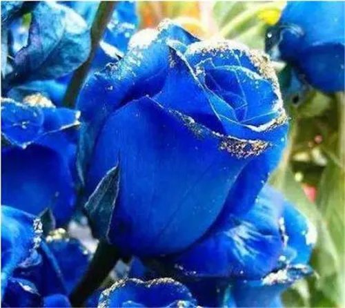 迷人的蓝色妖姬产地在哪里 蓝色妖姬繁殖方法