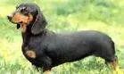 腊肠犬是什么犬