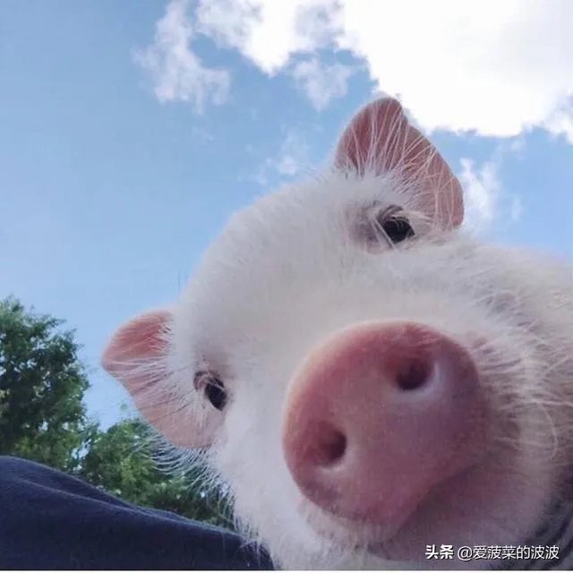 韦世豪脱衣庆祝晒肌肉,有球迷说:没纹身的话打满分,你怎么看?