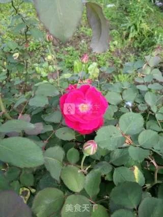 蜂蜜玫瑰花糖