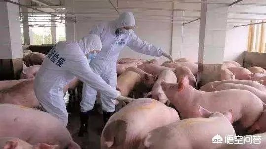 听说广西地区已经没有非洲猪瘟了是真的吗?养殖户现在补栏怎么样?