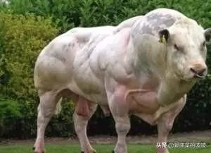 韦世豪脱衣庆祝晒肌肉,有球迷说:没纹身的话打满分,你怎么看?