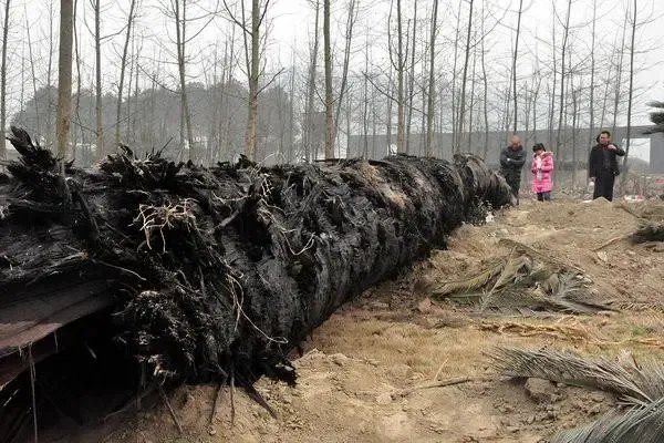 四川劳动镇挖出一巨型乌木,多方紧急介入,巨型乌木的价值几何?