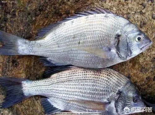 怎么挑选最鲜的海鲜?