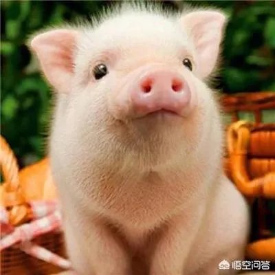 听说广西地区已经没有非洲猪瘟了是真的吗?养殖户现在补栏怎么样?