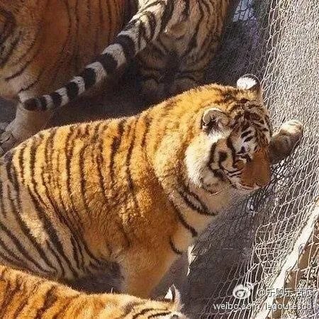 哈尔滨的东北虎林园好玩吗？