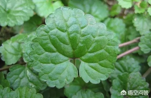 民间俗称“乌枪头”的植物有何奇效?