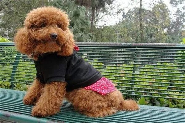 顺德警方凌晨通报：将金毛犬活活打死的贵宾犬主人已被刑拘，你怎么看？