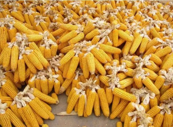 玉米价格每吨涨千元,玉米涨价背后是什么原因?