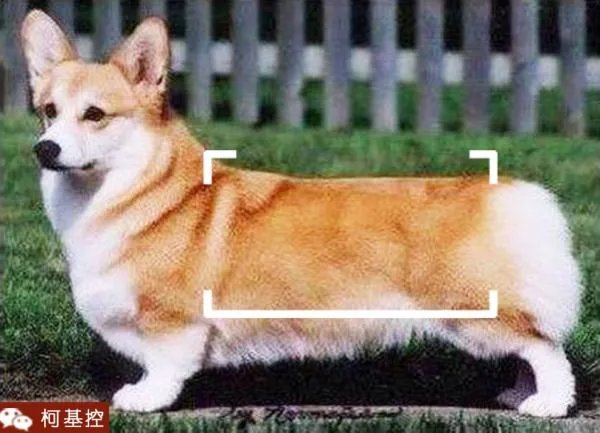 养柯基是怎样一种体验？