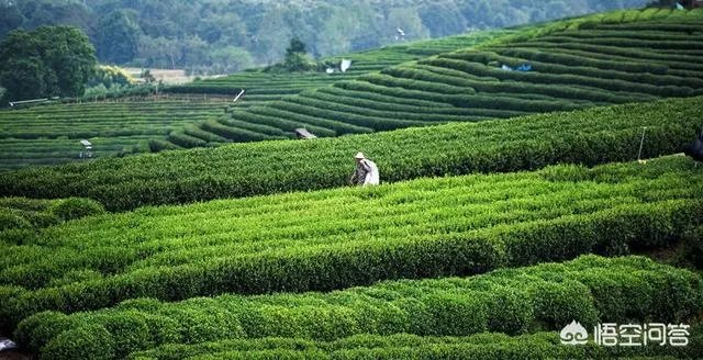 龙井茶的由来是什么?