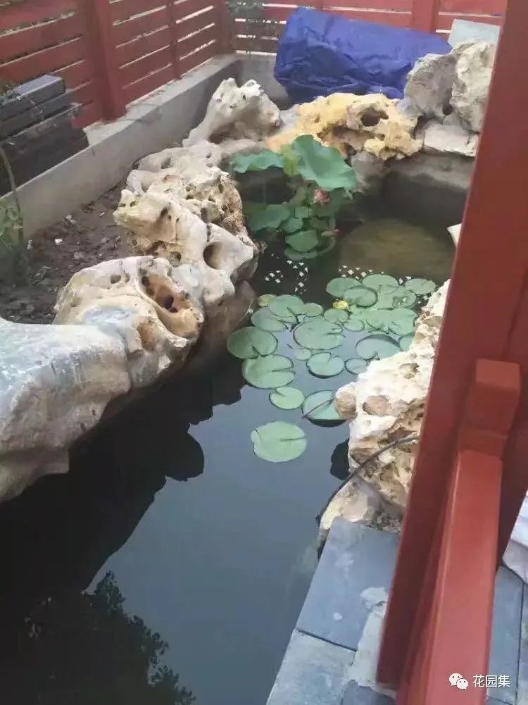 纯天然庭院鱼池打造攻略,生态、省心又实惠!赶紧收藏
