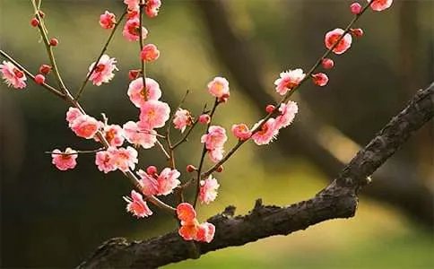 赞美梅花的诗句