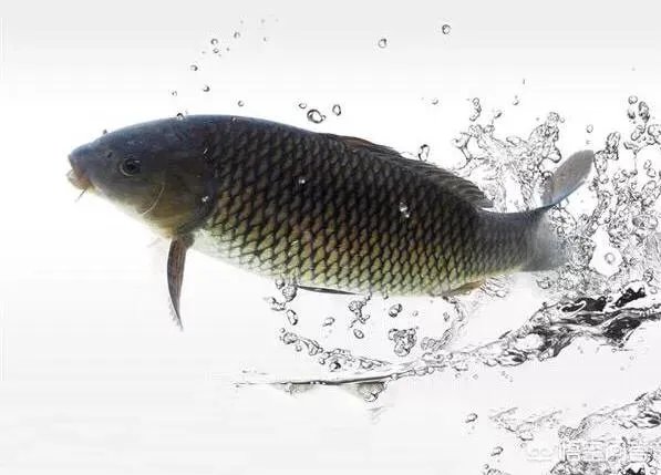 怎么挑选最鲜的海鲜?