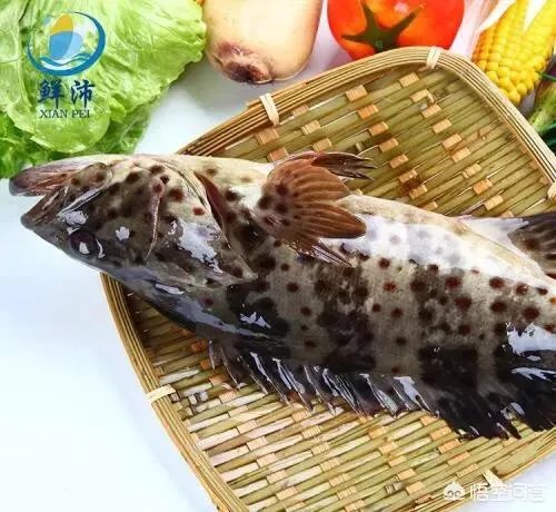怎么挑选最鲜的海鲜?