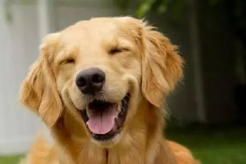 顺德警方凌晨通报：将金毛犬活活打死的贵宾犬主人已被刑拘，你怎么看？