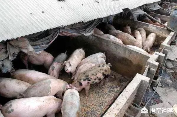 听说广西地区已经没有非洲猪瘟了是真的吗?养殖户现在补栏怎么样?