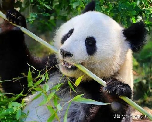 大熊猫爱吃的竹子是草还是树？
