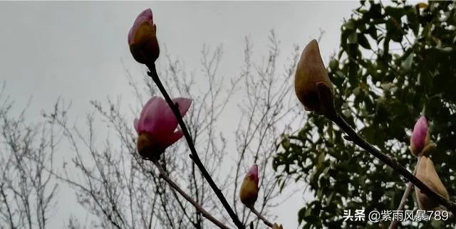 在这个三八妇女节,你对心中的女神最想说什么话?