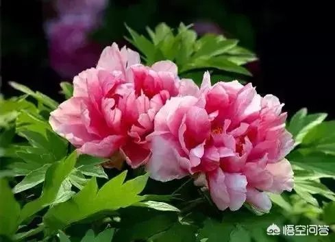 老演员张金玲简历?