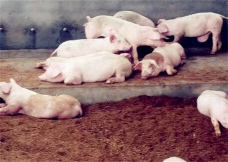 国家对养猪补贴政策都有那些啊？