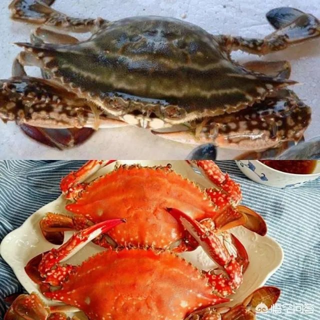 怎么挑选最鲜的海鲜?
