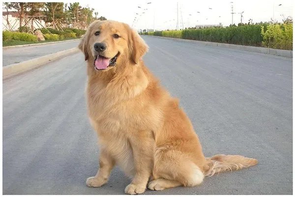 顺德警方凌晨通报：将金毛犬活活打死的贵宾犬主人已被刑拘，你怎么看？