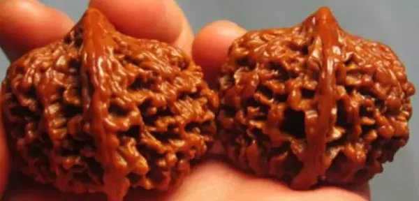 什么品种的核桃最好?