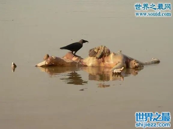 恐怖的印度水葬现场图片,超级重口味(还是别看了)