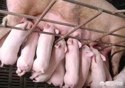 国内突发非洲猪瘟疫情，养殖户该如何诊断确诊非洲猪瘟？