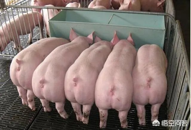 听说广西地区已经没有非洲猪瘟了是真的吗?养殖户现在补栏怎么样?
