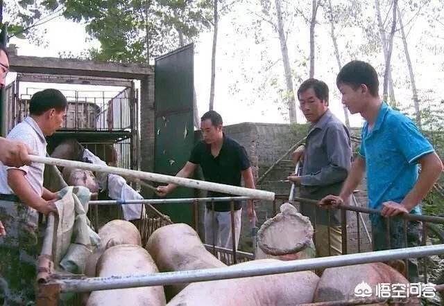听说广西地区已经没有非洲猪瘟了是真的吗?养殖户现在补栏怎么样?