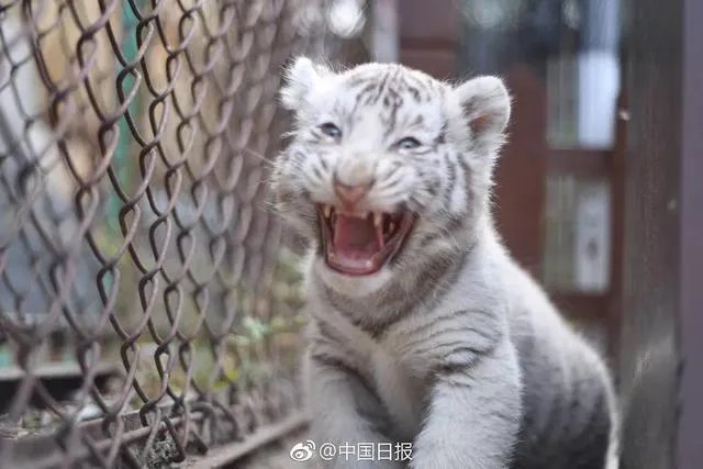 哈尔滨的东北虎林园好玩吗？