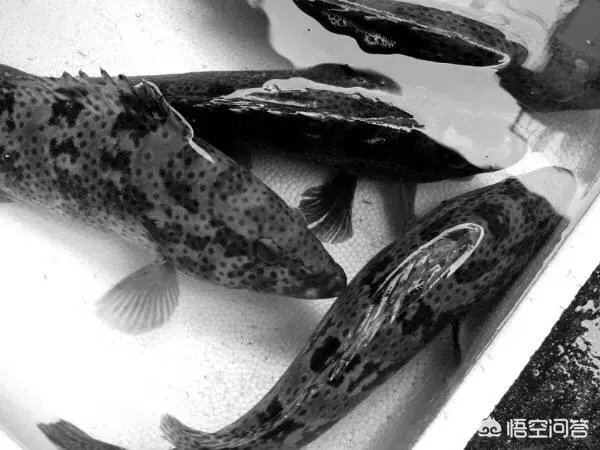 怎么挑选最鲜的海鲜?