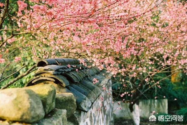 下联:墙里开花墙外红,上联如何对?