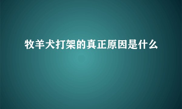 牧羊犬打架的真正原因是什么