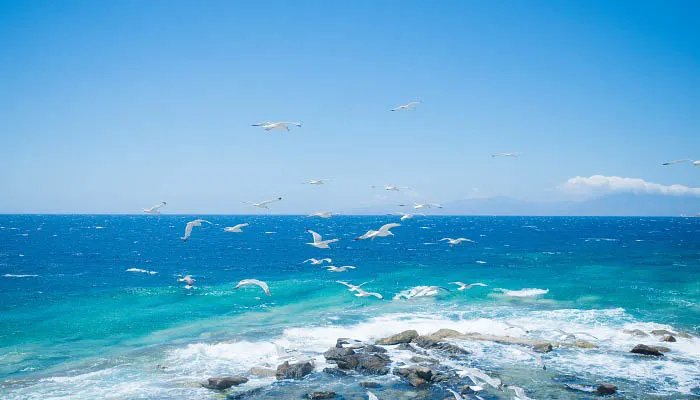 海上清洁工是什么鸟
