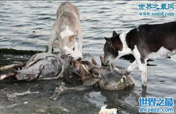 恐怖的印度水葬现场图片,超级重口味(还是别看了)