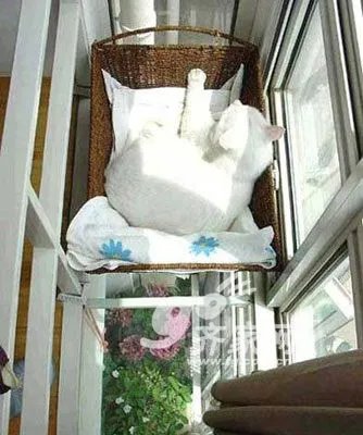 6万装30多坪mini小复式 亲吻自然风满眼都是“绿”