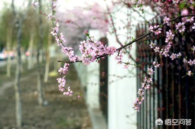 下联:墙里开花墙外红,上联如何对?