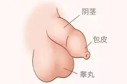 小孩小鸡包皮是什么样图片
