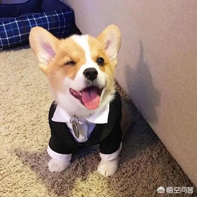 养柯基是怎样一种体验？