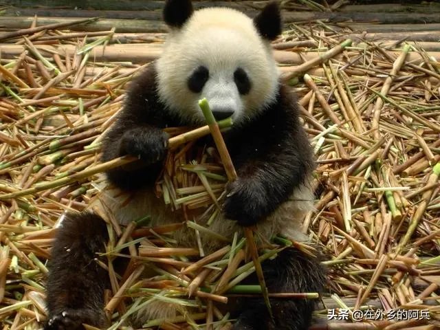 大熊猫爱吃的竹子是草还是树？