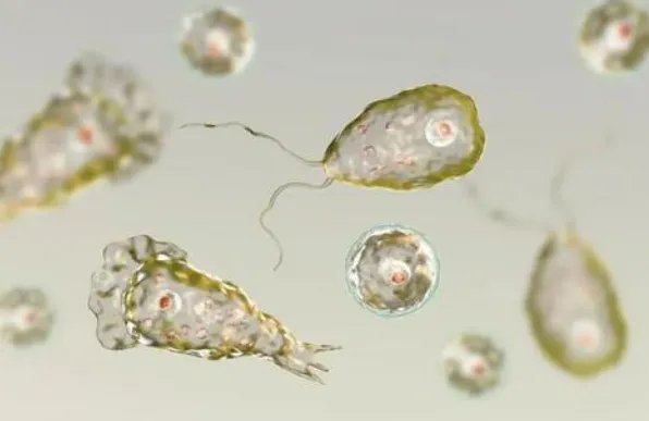 福氏耐格里变形虫是一种什么生物？