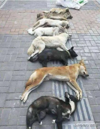 关于禁养中华田园犬(俗称土狗)的内容引发热议对此,你怎么看?